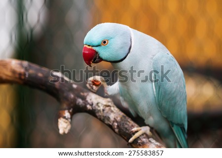 Close-up view of blue ringneck parrot with red beak on branch in a cage