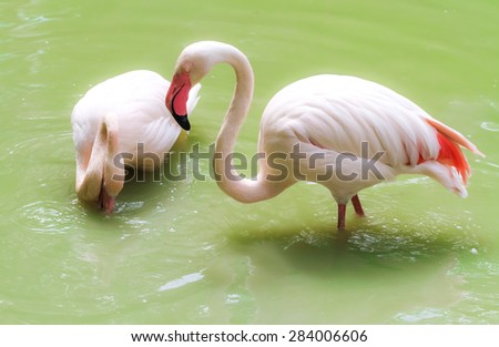 Pink flamingos in the river in search of fish