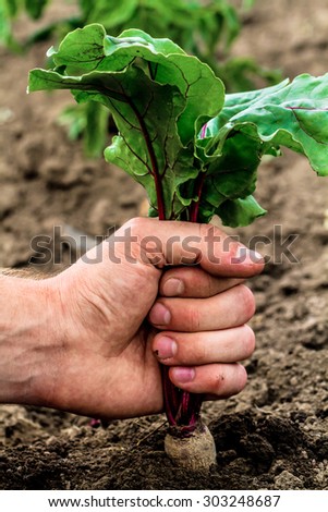 Close-up view of male hand pulling beetroot out of the ground