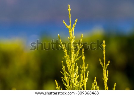 Close-up view of flower bed. Landscape background