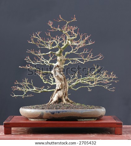 japanese maple bonsai tree. stock photo : Japanese maple