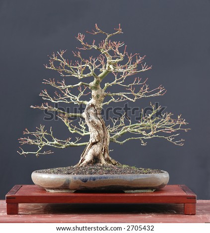 red japanese maple bonsai. stock photo : Japanese maple