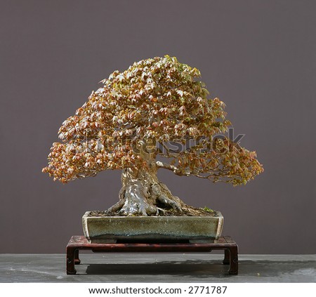 japanese maple bonsai. japanese maple bonsai.