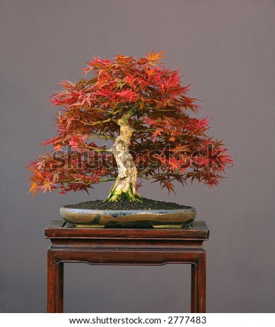 red japanese maple bonsai. bloodgood japanese maple