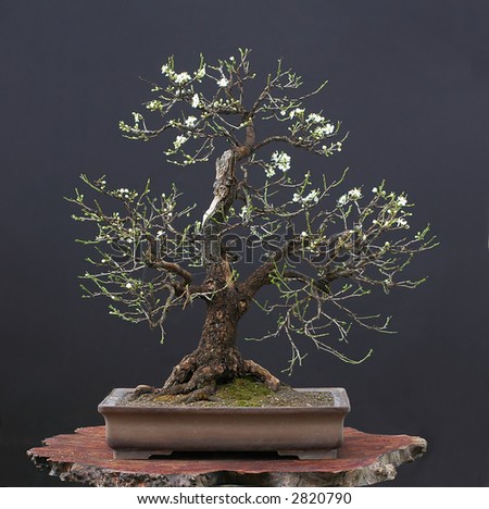 Japanese Cherry Bonsai