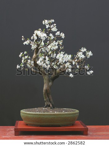 Plum Bonsai