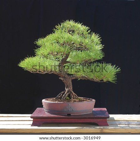 Black Pine Bonsai on Japanese Black Pine Bonsai Stock Photo 3016949   Shutterstock