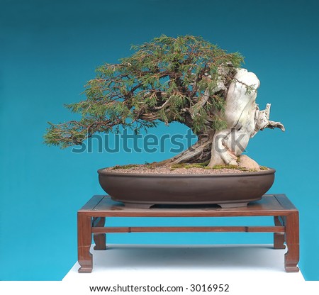 Juniper Bonsai on Rocky Mountain Juniper Bonsai Stock Photo 3016952   Shutterstock