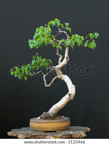 birch bonsai