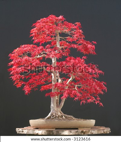 red japanese maple bonsai. stock photo : Japanese maple