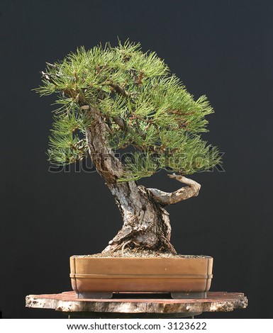 austrian pine bonsai
