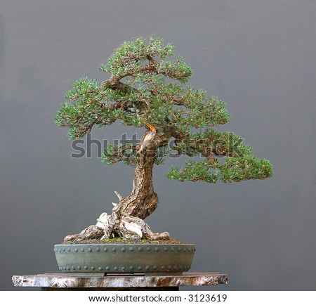 Black Pine Bonsai on Japanese Black Pine Bonsai Stock Photo 3123619   Shutterstock