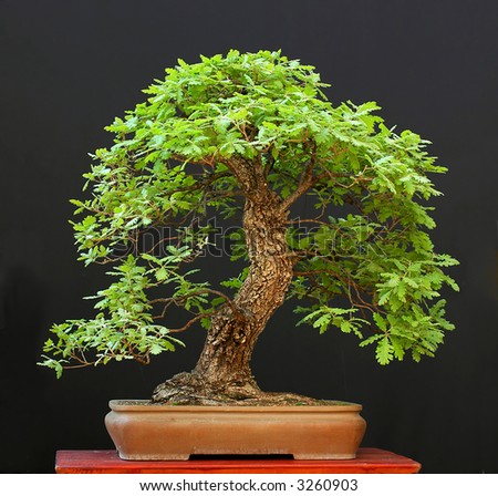 Bonsai Trees on Maidenhair Oak Bonsai Stock Photo 3260903   Shutterstock