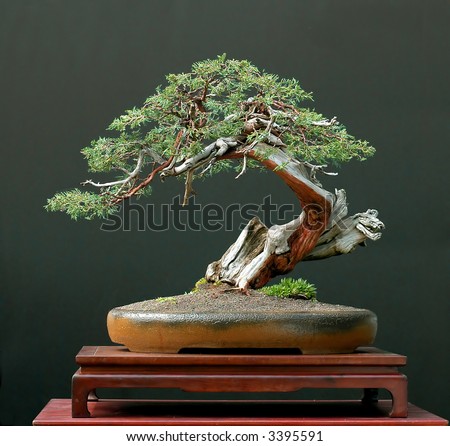 Juniper Bonsai on Rocky Mountain Juniper Bonsai Stock Photo 3395591   Shutterstock