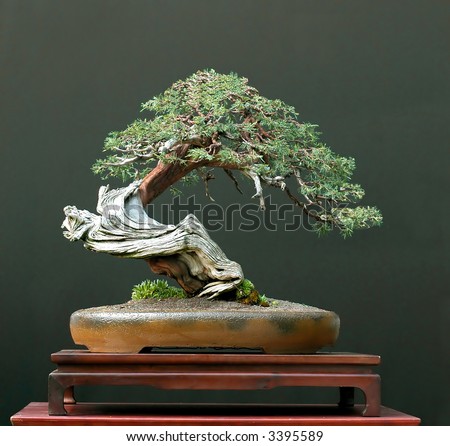 Juniper Bonsai on Rocky Mountain Juniper Bonsai Stock Photo 3395589   Shutterstock