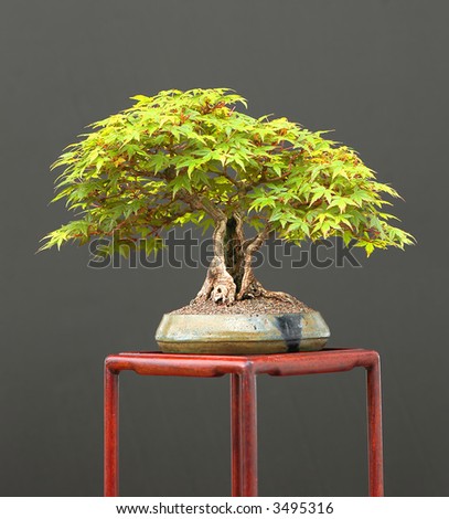 bloodgood japanese maple bonsai. japanese maple bonsai. stock