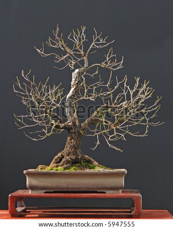 cherry tree bonsai