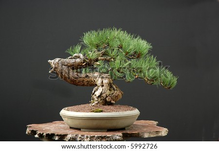austrian pine bonsai