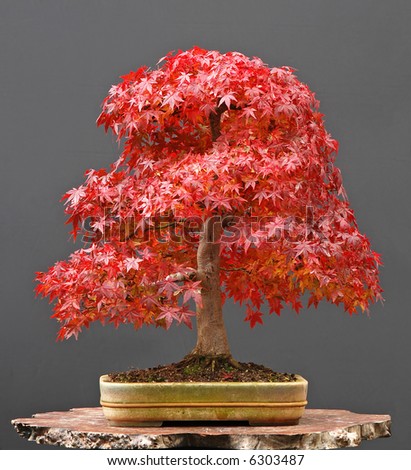 red japanese maple bonsai. stock photo : Japanese maple bonsai