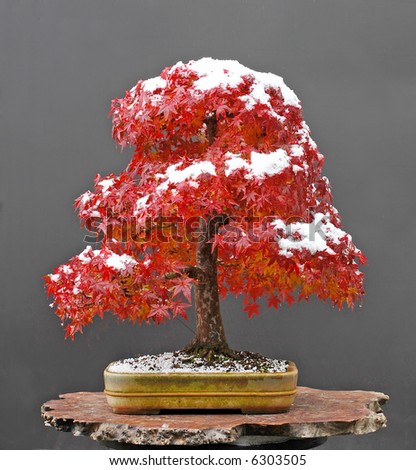 Maple Bonsai Tree on Japanese Maple Bonsai With Snow Cap Stock Photo 6303505   Shutterstock