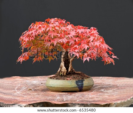 Japanese Maple Bonsai on Japanese Maple Bonsai In Fall Stock Photo 6535480   Shutterstock