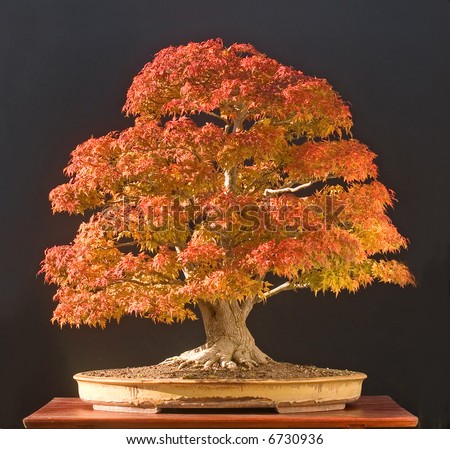 Japanese Maple Bonsai on Japanese Maple Bonsai In Fall Stock Photo 6730936   Shutterstock