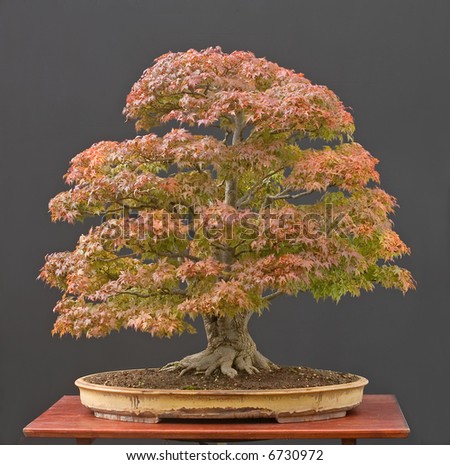 Japanese Maple Bonsai on Japanese Maple Bonsai In Fall Stock Photo 6730972   Shutterstock