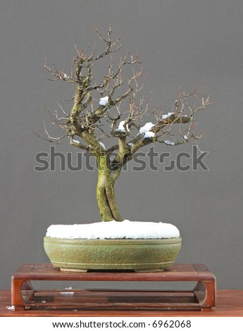 Plum Bonsai