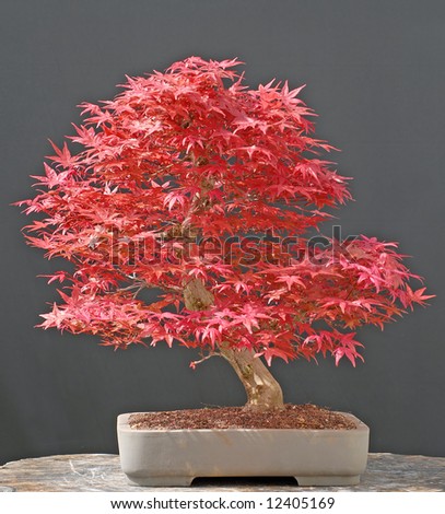japanese maple bonsai for sale. japanese maple bonsai. stock
