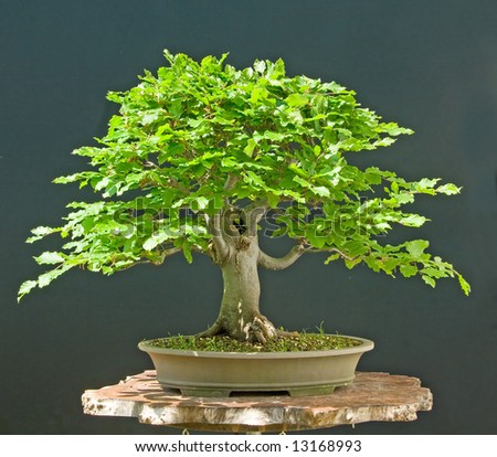 oak tree bonsai