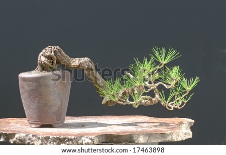 Black Pine Bonsai on Black Pine Bonsai Stock Photo 17463898   Shutterstock