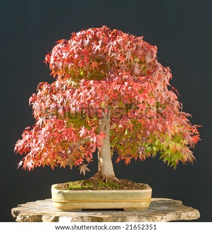 japanese maple bonsai for sale. red japanese maple bonsai.
