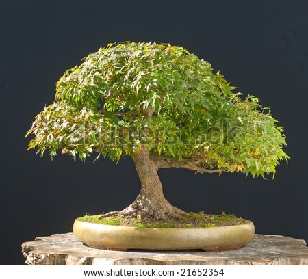red japanese maple bonsai. stock photo : japanese maple