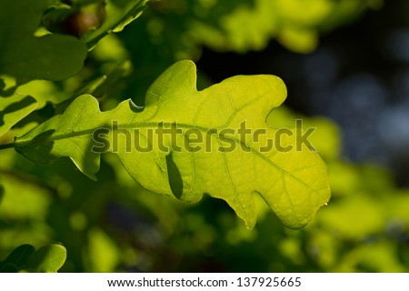 Oak tree leaf - closeup photography with abstract background