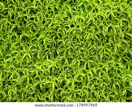 Green moss patern - for ecology background