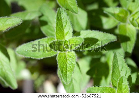 Oregano plant, closeup photography