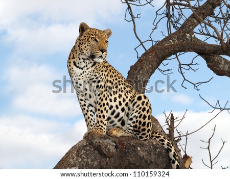 male leopard in tree