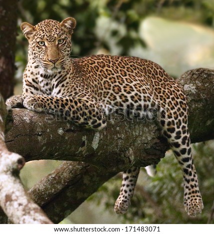 \'Lazy Bones.&Quot; Male Leopard In Tree