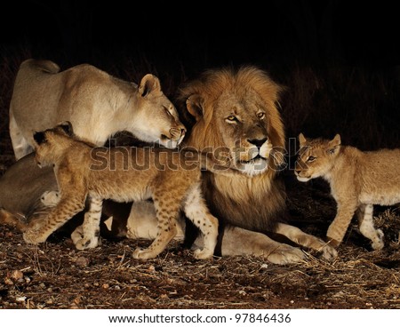 Family Of Lions