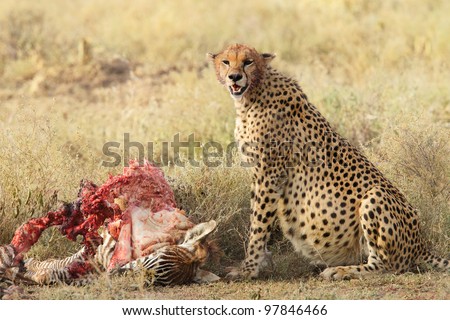 Cheetah eats all. Do I look pregnant ? I told you I could eat it all.