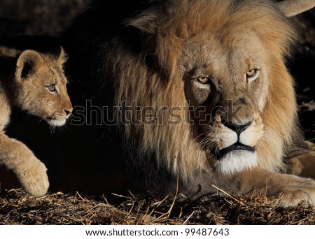 Lion cub stalking