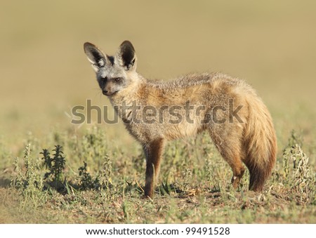 bat eared fox/ profile