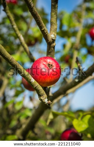 Branch with fresh organic apple in orchard on sky background