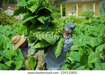 Valle de Vinales, CUBA - JANUARY 19, 2013: Man working  on Cuba tobacco plantation in Vinales Valley ,CUBA.Traditional techniques are still in use for agricultural production, particularly of tobacco.