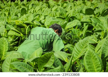 Valle de Vinales, CUBA - JANUARY 19, 2013: Man working  on Cuba tobacco plantation in Vinales Valley ,CUBA.Traditional techniques are still in use for agricultural production, particularly of tobacco.