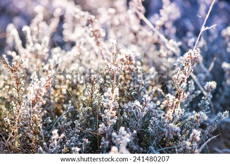 close view on frost covered plants with cross vintage color effect