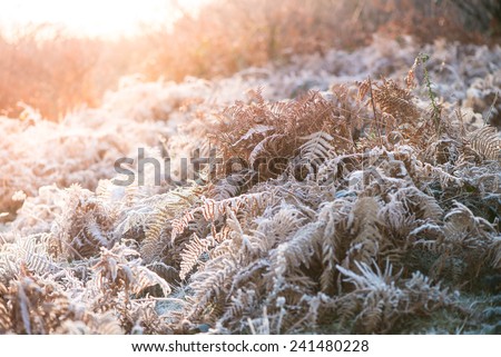 Colorful sunrise over meadow covered in frost crystals, vintage cross effect
