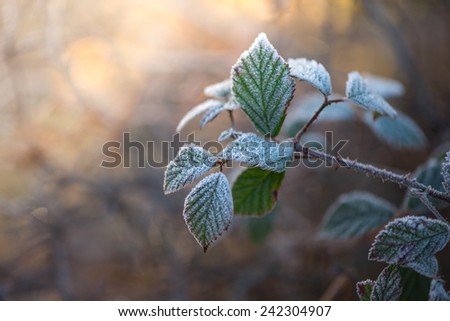 Early morning frost on plants