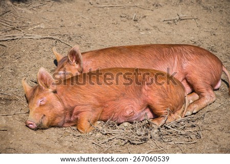 two funny pigs baking in sun on farm