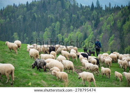 Szczawnica, Poland - May 9, 2015: Man walking with hes flock of sheep and dogs, traditional grazing metod in Pieniny and Tatras mountain range in lesser Poland.
